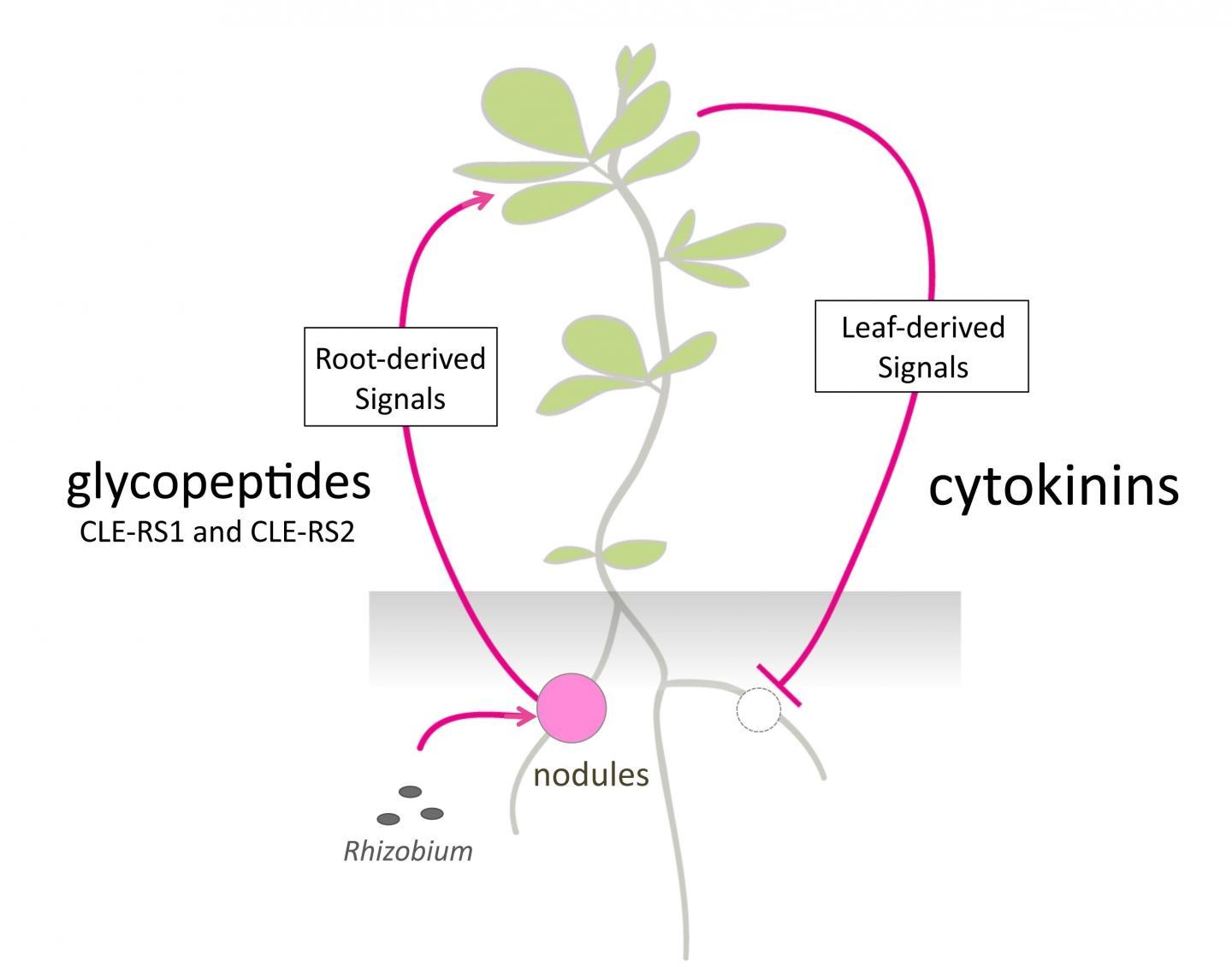 Long distance Communication From Leaves To Roots Science 2 0