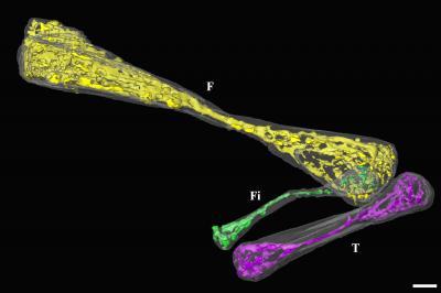 Ancient on Rays Reveal Hidden Leg Of An Ancient Snake   Science Codex