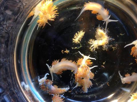 Sea Creatures From Japan Traveled To US Shores On Tsunami Debris Sea Creatures From Japan Traveled To US Shores On Tsunami Debris