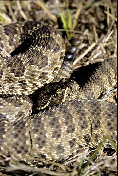 Study: Head shape and genetics augment understanding of rattlesnake ...