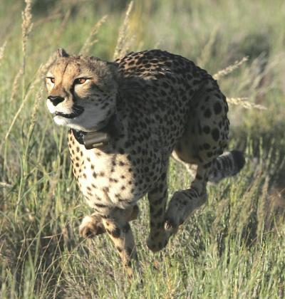 Study reveals new insight into how Cheetahs catch their prey | Science ...