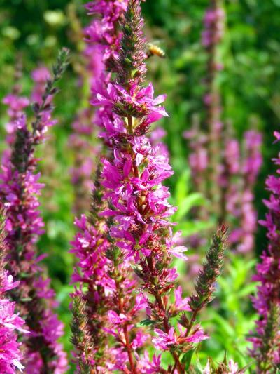 Natural selection enables purple loosestrife to invade northern Ontario ...