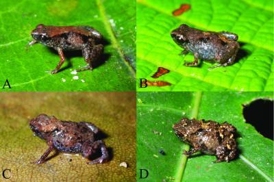 World's smallest frogs discovered in New Guinea | Science Codex