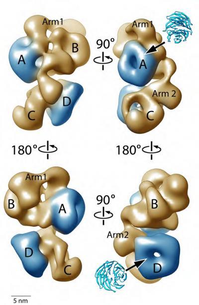 Scientists create first 3-D model of PRC2 protein critical to embryo ...