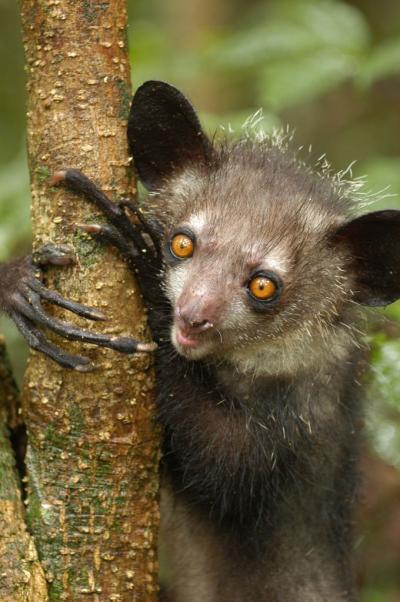 Endangered lemurs' complete genomes are sequenced and analyzed for ...