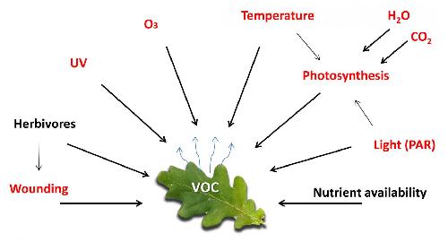 De-mystifying The Study Of Volatile Organic Plant Compounds | Science Codex