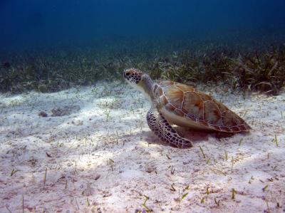 Marine Protected Areas are keeping turtles safe | Science Codex