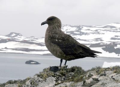 overwinter seabirds antarctic predatory geolocator skua