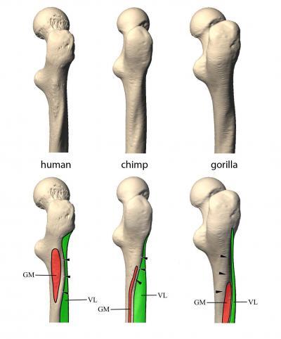 Long bone shape: A family affair | Science Codex