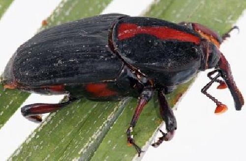 Red palm weevils can fly 50 kilometers in 24 hours | Science Codex