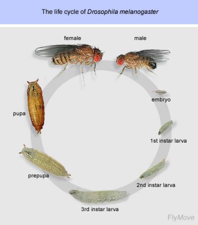 Scientists learn how insects 'remodel' their bodies between life stages ...