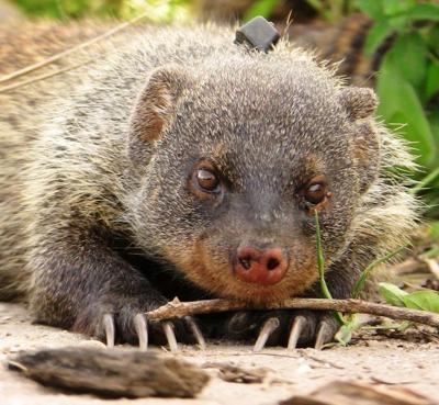 Banded mongooses structure monosyllabic sounds in a similar way to ...