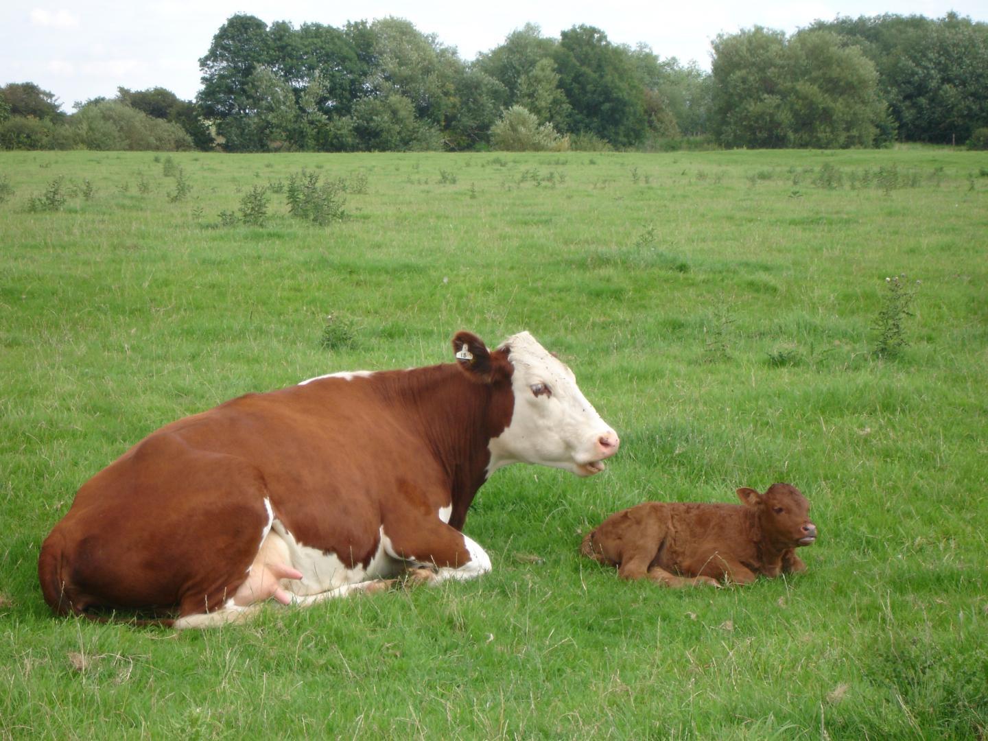 do-you-speak-cow-researchers-listen-in-on-conversations-between