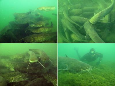 Colossal Aggregations Of Giant Alien Freshwater Fish As A Potential ...