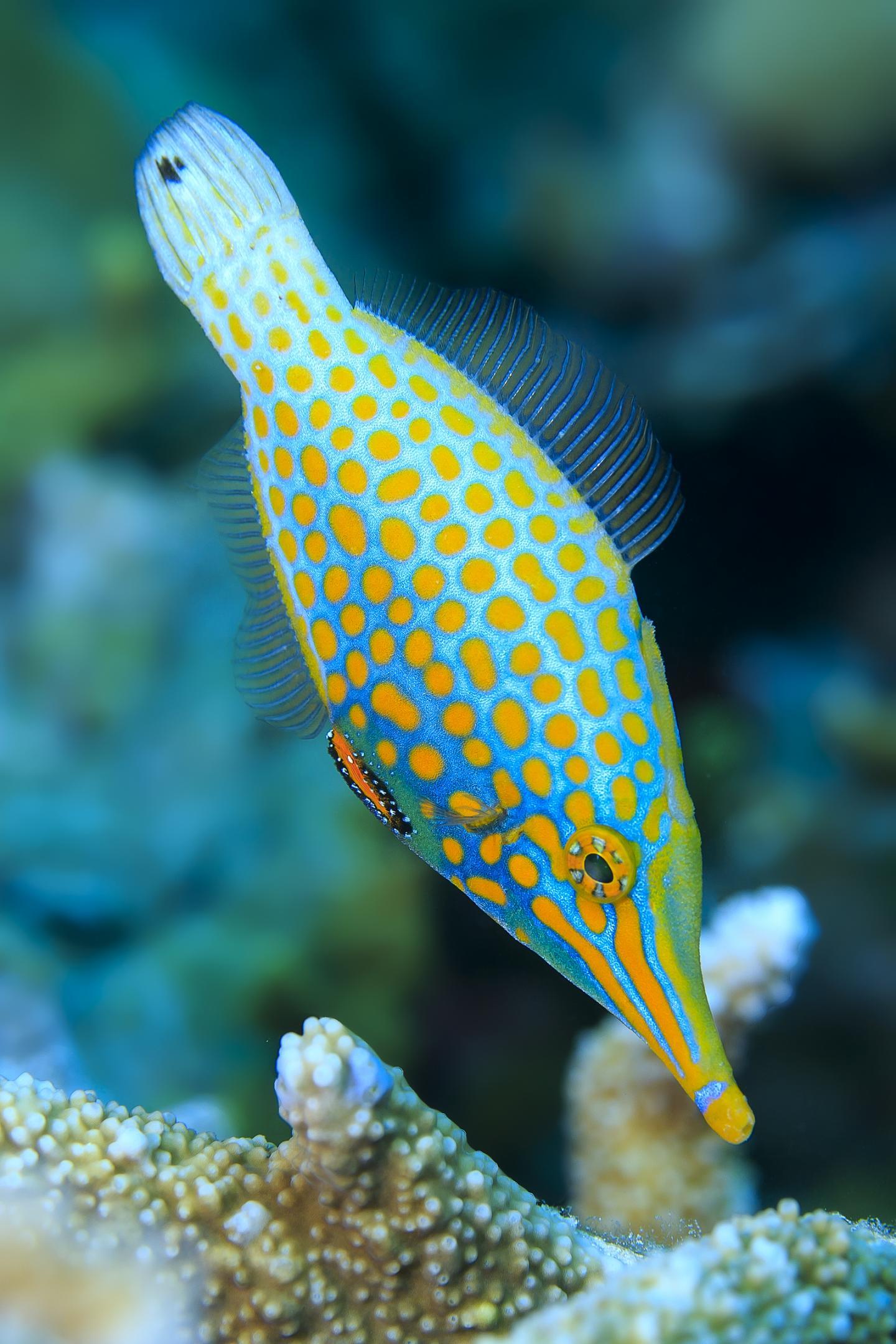 Картинку самой рыбы. Арлекин Filefish. Глазчатый губан. Арлекин Filefish рыба. Тай риф аквариумная рыбка.