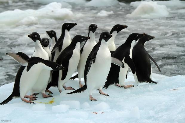 New study finds that Adélie penguin population is on the rise | Science ...