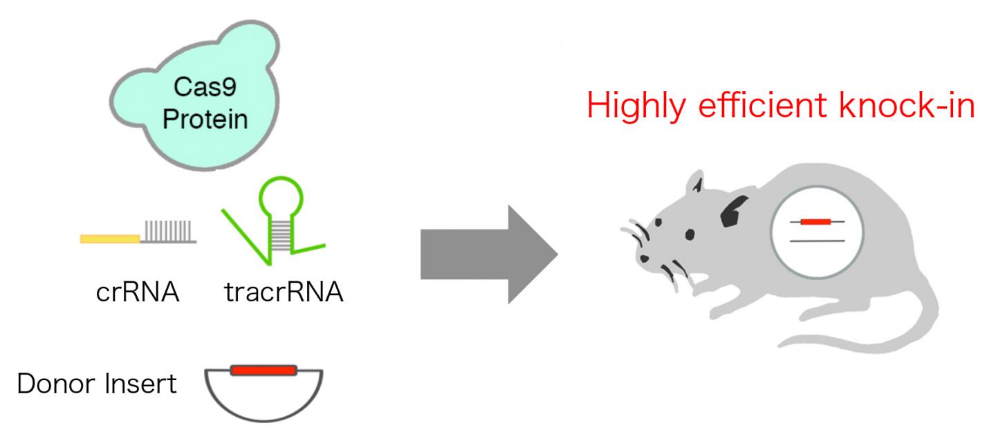 Highly Efficient CRISPR Knock-In In Mouse | Science 2.0