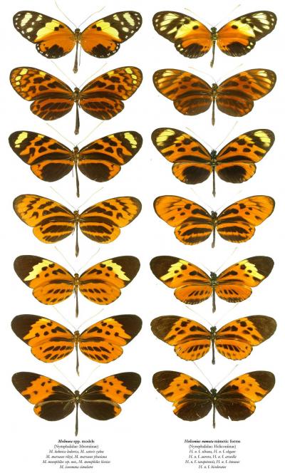 Müllerian mimicry - how butterflies mimic their neighbors to fool birds ...