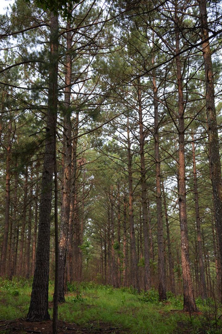 Rumors Of Southern Pine Deaths Have Been Exaggerated | Science 2.0