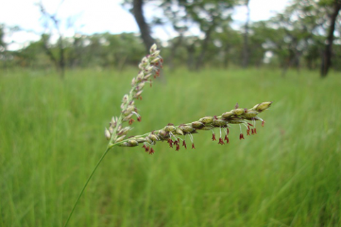 Image result for Plants short-cut evolution by taking genes from neighbors